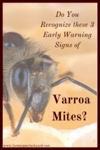 Many of the visible signs of varroa mites are noticed much too late to save a colony. Here are some early indicators that you need to help your bees before it gets bad.