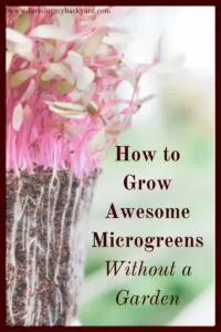 Don't have room for a garden?  Grow microgreens indoors! You only need a few supplies to grow your own delicious microgreens.