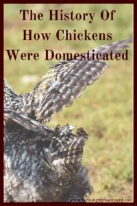 You may be curious how chickens were domesticated and where they came from. Here are some fascinating details about the history of chickens!