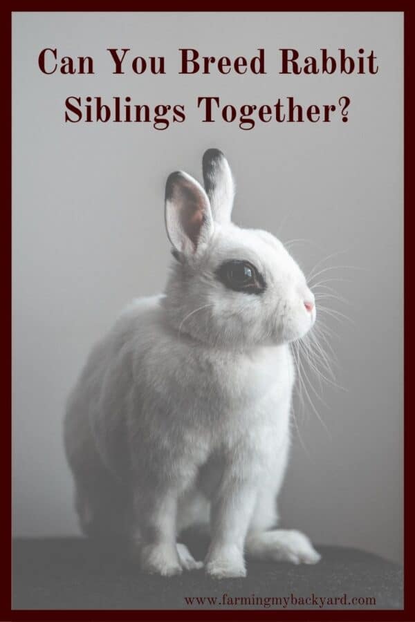 Can You Breed Rabbit Siblings Together? - Farming My Backyard