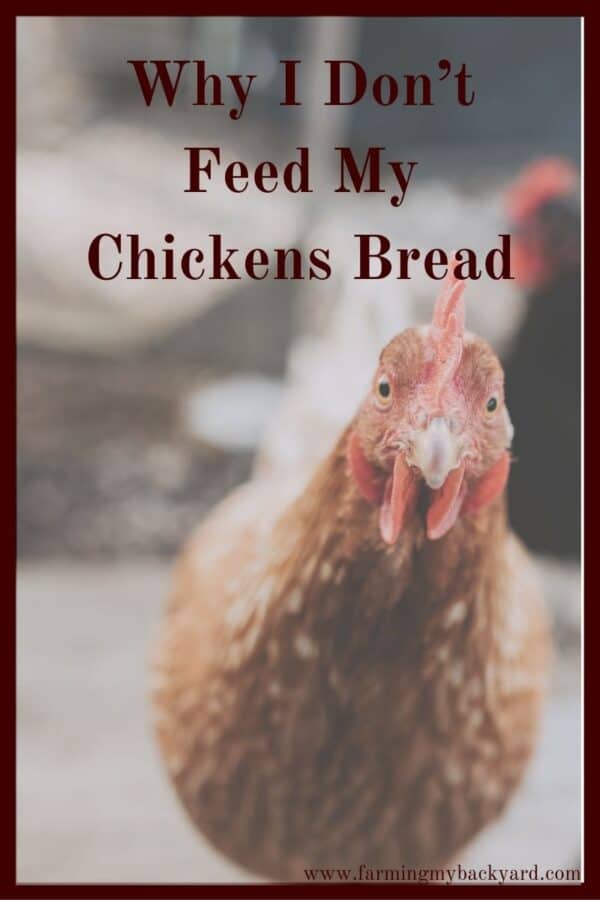 When you have chickens, don't accidentally feed something chickens should not eat.  I don't feed my chickens bread, but I DO feed them lots of other things!