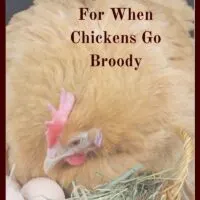 When chickens go broody, they want to hatch eggs. Here's how to 