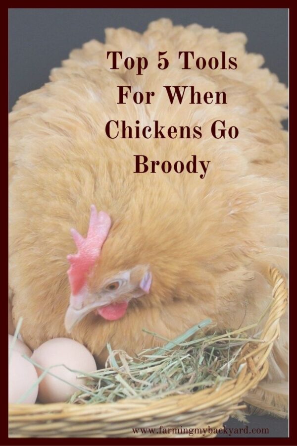 When chickens go broody, they want to hatch eggs. Here's how to "break" it so your chicken doesn't lose weight or get mites. 