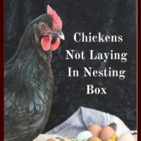 Here are a few things I've since figured out from my chickens not laying in their nesting box both about my birds and myself!