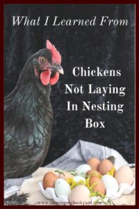 Here are a few things I've since figured out from my chickens not laying in their nesting box both about my birds and myself!