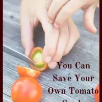 Saving tomato seeds to plan for next year is an easy way to become more self-sufficient and perpetuate heirloom varieties. Every year your crop becomes better adapted to your particular micro climate.  Just about any factor you want to improve, you CAN with saving tomato seeds from your garden.