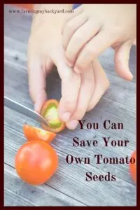 Saving tomato seeds to plan for next year is an easy way to become more self-sufficient and perpetuate heirloom varieties. Every year your crop becomes better adapted to your particular micro climate.  Just about any factor you want to improve, you CAN with saving tomato seeds from your garden.