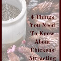 If you are thinking about getting chickens, but are worried about chickens attracting rats, here are some things you need to know!