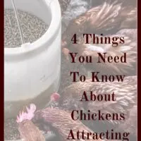 If you are thinking about getting chickens, but are worried about chickens attracting rats, here are some things you need to know!