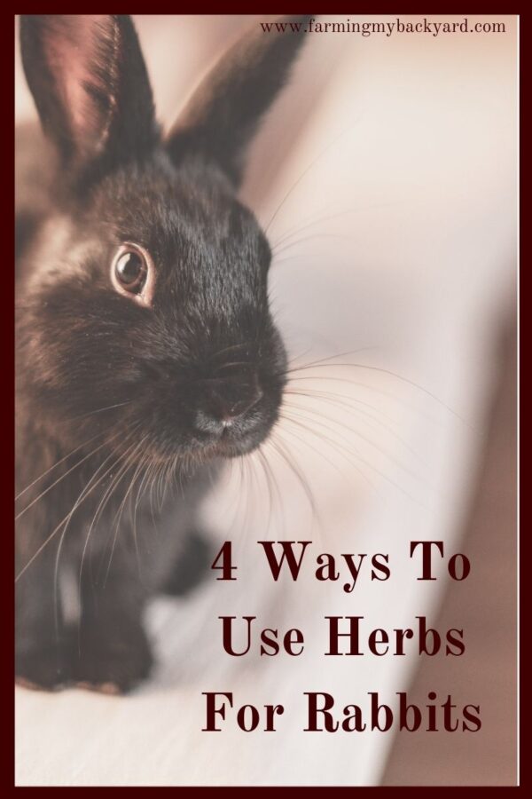 Herbs make a great addition to your rabbit's diet, and they can often have health benefits.  Here are 4 ways you can use herbs for rabbits