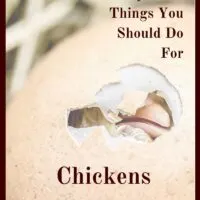 If you want your chickens to raise their own babies, you will need to understand a few basics about chicken reproduction, plus what you should do for your chickens hatching eggs. Taking good care of your hens will help them take good care of their chicks.