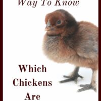 If you want to hatch out your own chicks it can be really useful to know which chickens are autosexing. Here's how to tell them apart.