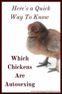 If you want to hatch out your own chicks it can be really useful to know which chickens are autosexing. Here's how to tell them apart.