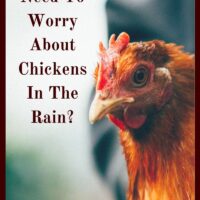 Chickens are pretty hard birds, but they do need some protection. How much do you need to worry about chickens in the rain?
