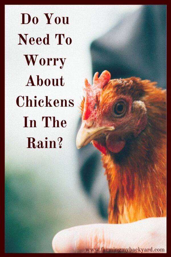 Chickens are pretty hard birds, but they do need some protection.  How much do you need to worry about chickens in the rain?  