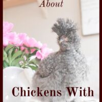 Even though chickens with fluffy feet are not always the top layers, they are fun and unique breeds and deserve a place in your coop!