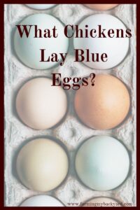 When you keep your own chickens you can pick breeds that lay a variety of colors. Here are what chickens lay blue eggs!