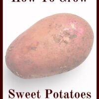 Sweet potatoes are one of the most nutrient dense plants and great for beginning gardeners. Learning how to grow sweet potatoes is a great way to increase the total number of calories you can grow in a small space.
