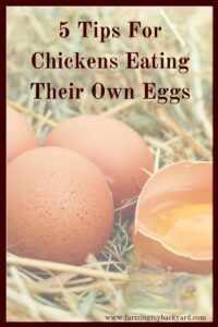 5 Tips For Chickens Eating Their Own Eggs
