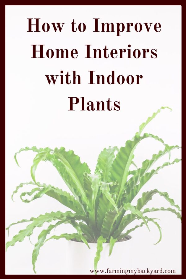 Indoor plants are great for your health, beautify your surroundings, and are a great budget friendly decorating option. 