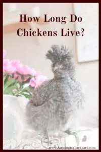 How long do chickens live? They won't lay eggs their whole life, so make sure you have a plan for your chicken's lifespan.