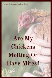 Chickens molting or mites are the two most common causes of feather loss in backyard flocks. Here's how to know which is which!
