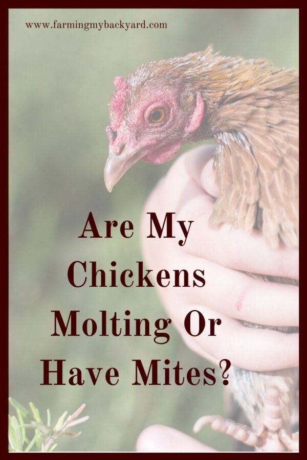 Chickens molting or mites are the two most common causes of feather loss in backyard flocks.  Here's how to know which is which!