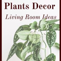 Urban homesteaders love growing our own food and having beautiful homes! Thankfully, indoor plants decor design is not hard to learn!