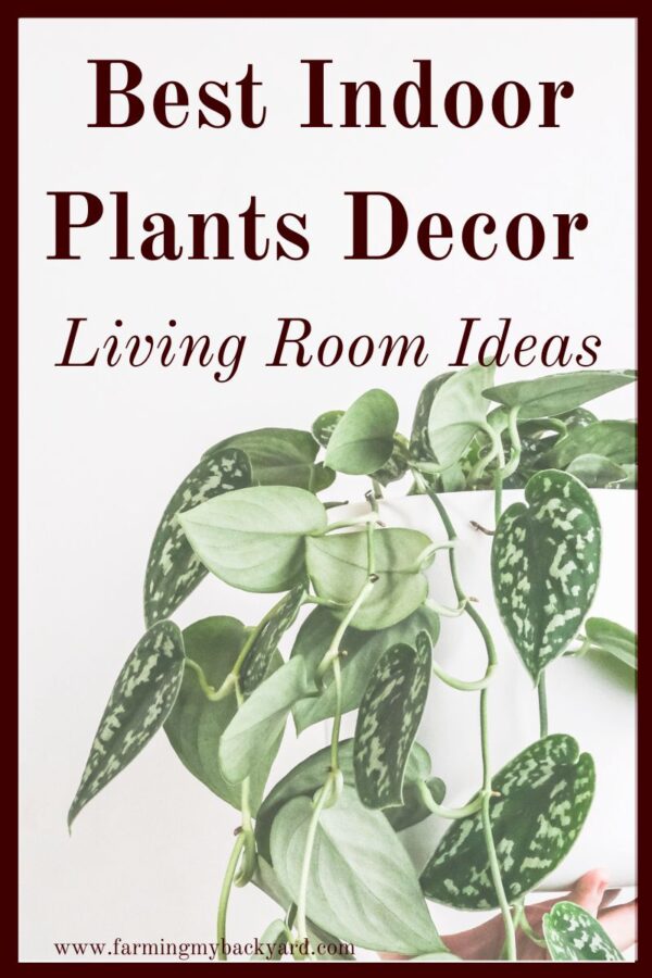 Urban homesteaders love growing our own food and having beautiful homes! Thankfully, indoor plants decor design is not hard to learn!