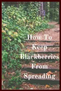 Blackberries are a great summer crop, but they can become invasive. Here's how to keep blackberries from spreading!