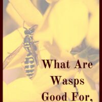 What are wasps good for? Are they useful at all or do they just sting? Turns out, they absolutely can be beneficial!