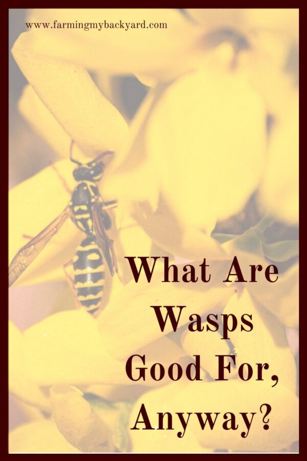 What are wasps good for?  Are they useful at all or do they just sting?  Turns out, they absolutely can be beneficial! 