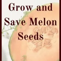 Learning how to grow and save melon seeds isn't hard. I grew some on accident in my compost! Here's how you can do it on purpose.