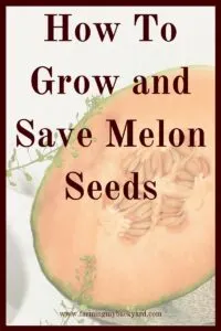 Learning how to grow and save melon seeds isn't hard. I grew some on accident in my compost! Here's how you can do it on purpose.