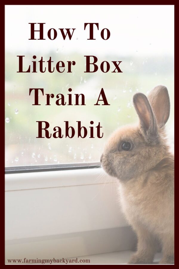 Did you know you can litter box train a rabbit?  Well you can!  And it's not super difficult to do.  Here's how to do it!