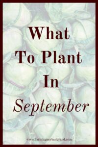 Summer is over, but that doesn't mean that your garden has to be. You have time for few more plants. Here's what to plant in September!