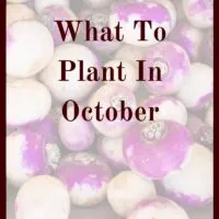 October is time for a fall garden in many areas. Find out what to plant in October for your gardening zone.