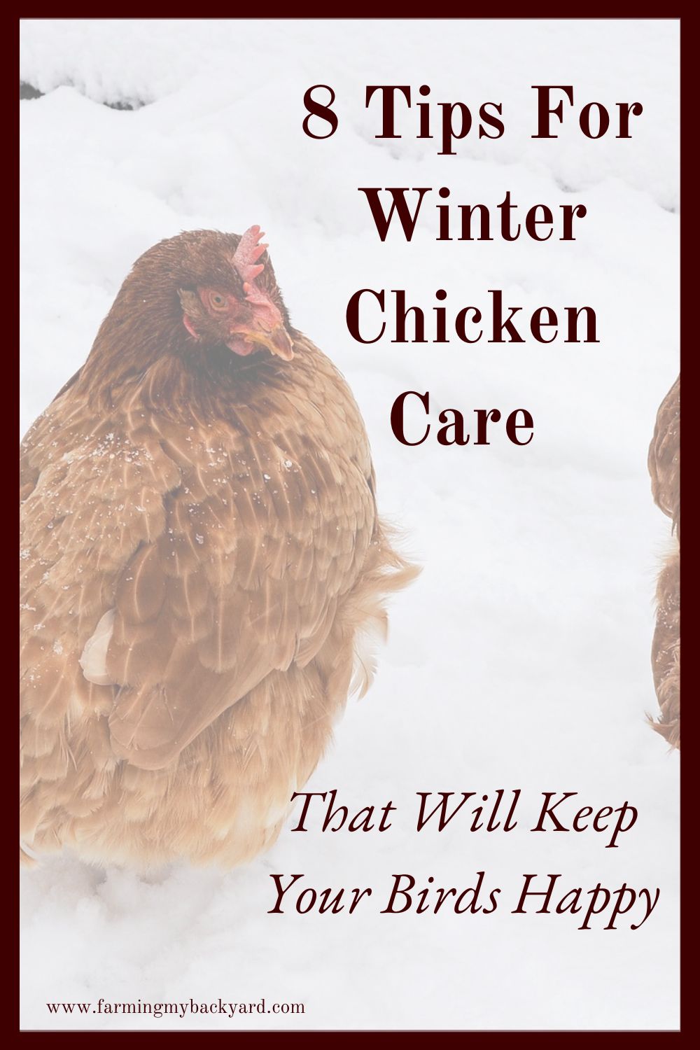 Here are tips for winter chicken care that you need you to do. They will keep your hens happy even when it's cold and icy outdoors.