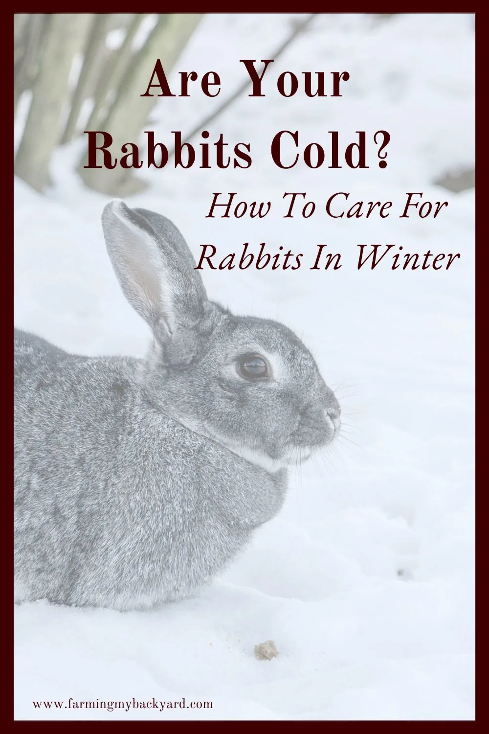 Are your rabbits cold? Caring for rabbits in winter is pretty easy, but they do need a little extra care and attention to stay comfortable.