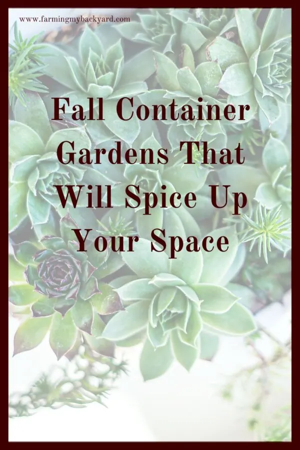 Want to spice up your patio? Here are some ideas for fall container gardens to keep your patio and yard attractive even after the garden is gone.