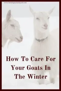 Goats are cold hardy, but need a little extra attention in extreme weather. Here are tips on winter goat care!