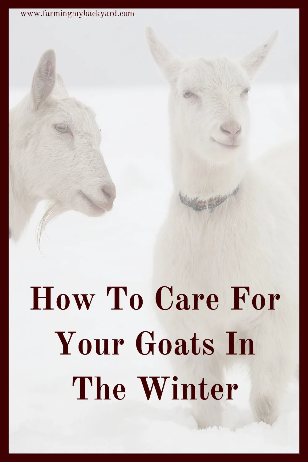 Goats are cold hardy, but need a little extra attention in extreme weather. Here are tips on winter goat care!