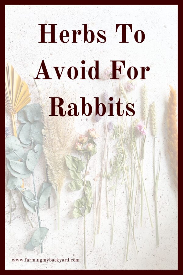 Herbs are good dietary supplement for rabbits, but there are some that you should NEVER feed them. Here are herbs to avoid for rabbits.