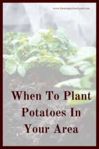 Make sure you know when to plant potatoes in your gardening zone so you don't miss out on the easy crop. You can also plant a fall harvest in many areas!