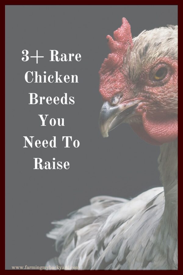 Keeping a backyard flock can help protect heritage and rare chicken breeds. Here are the best rare breeds for urban homesteaders.