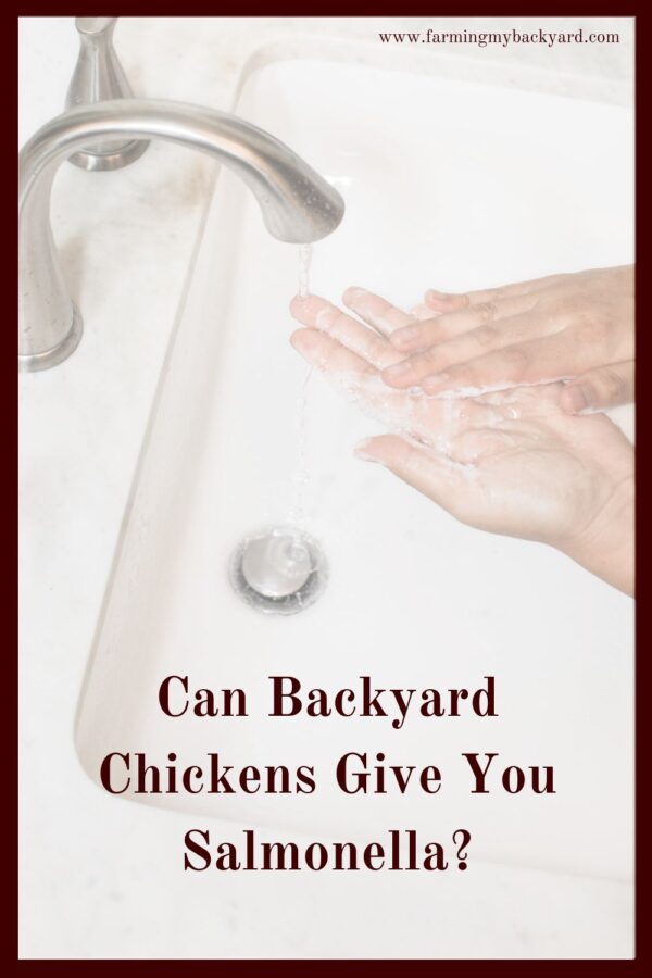 Can backyard chickens give you salmonella? Find out how to protect yourself from this potentially deadly bacteria with a few simple steps.