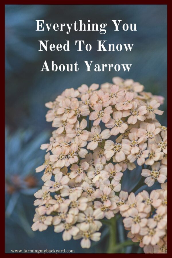 The amazing thing about yarrow is just how many different uses it has.  It's great for the garden, as an herb, or for feeding livestock. 