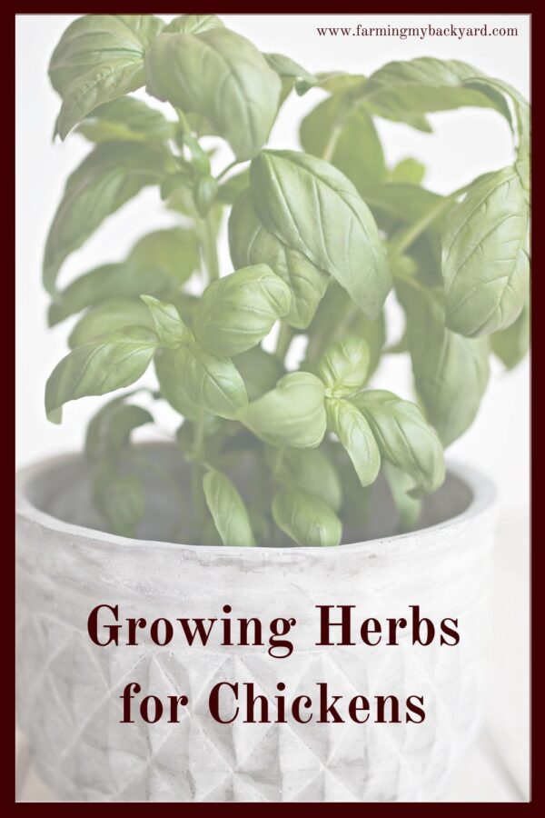 Growing herbs for chickens is an easy way to save money on feed, become more self reliant, and support a healthy flock.