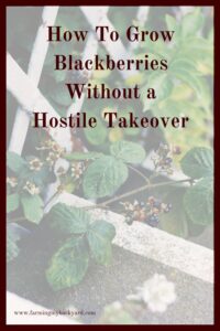 If you have a small garden, you may wonder how to grow blackberries without it turning into a hostile takeover of your entire property!