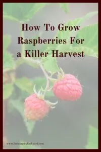 Raspberries are a great fruit for low effort gardening.  They can produce years of great harvests once you get them started! 